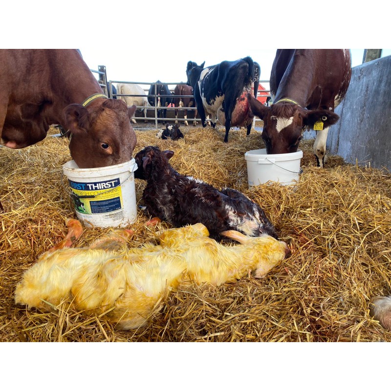 First Thirst FRESH COW DRINK G Shepherd Animal Health